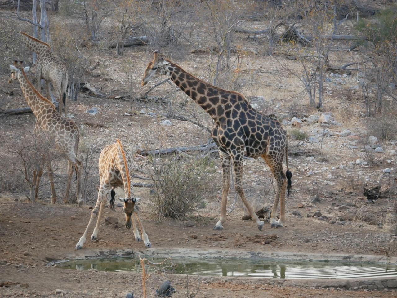 Mbizi Bush Lodge Grietjie Game Reserve Exterior foto