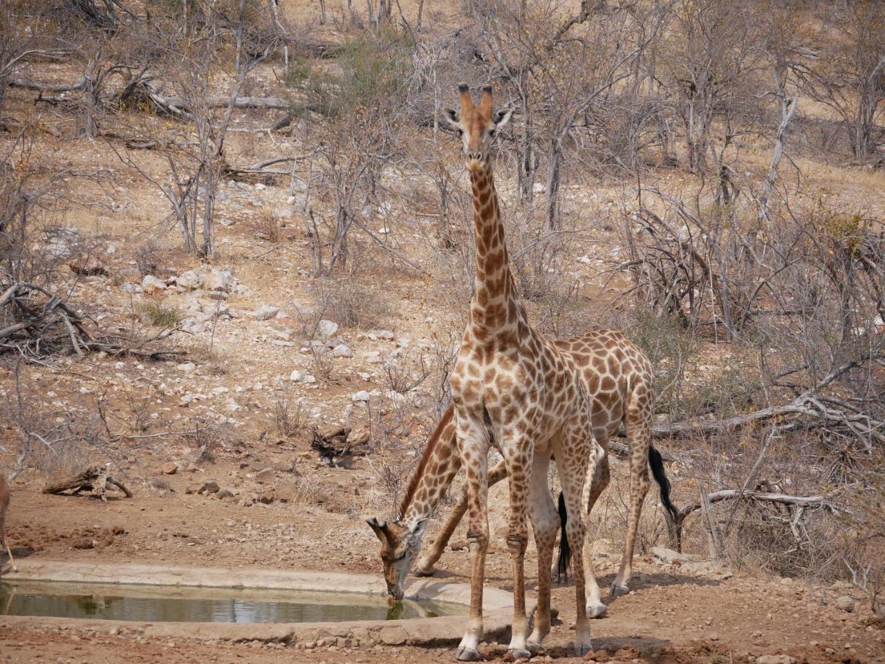 Mbizi Bush Lodge Grietjie Game Reserve Exterior foto