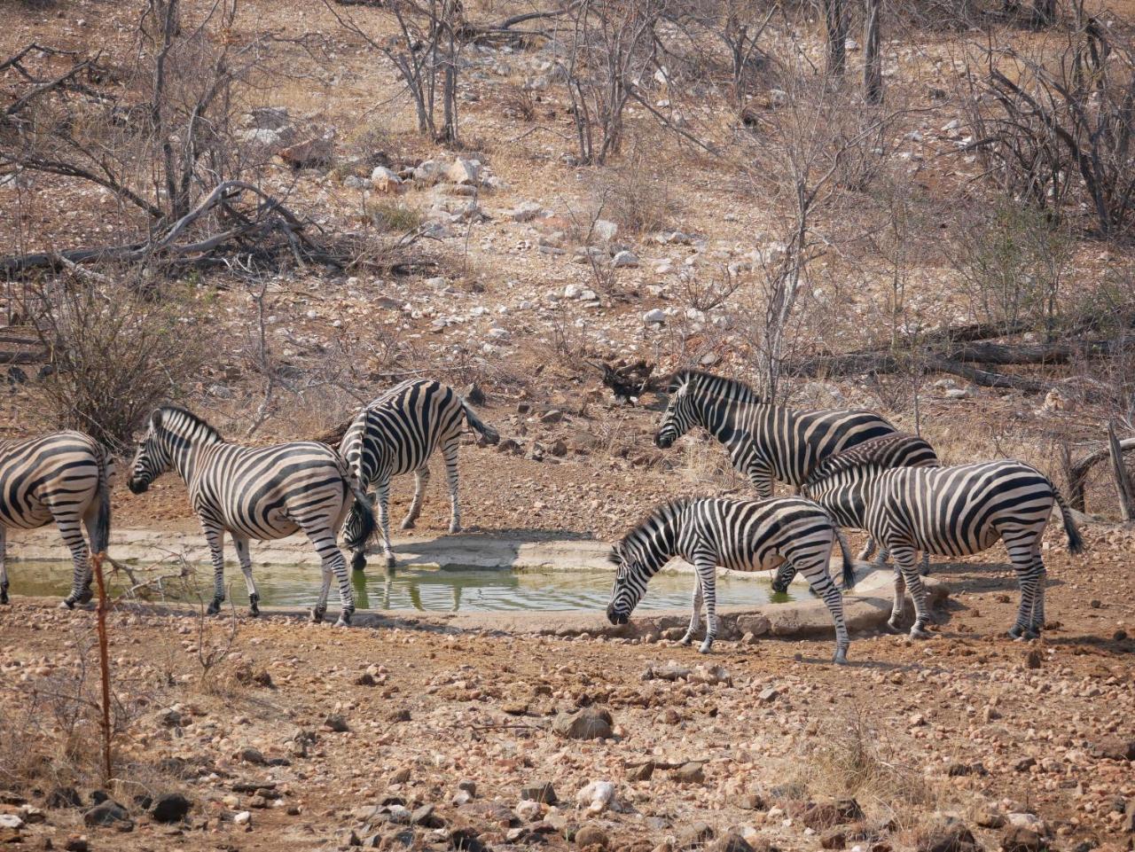 Mbizi Bush Lodge Grietjie Game Reserve Exterior foto